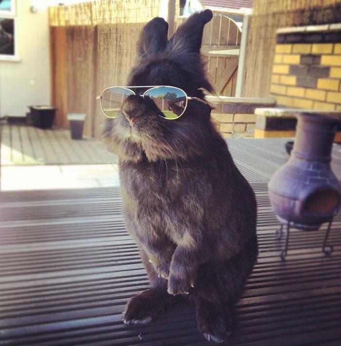 bunny photoshop rabbit sunglasses