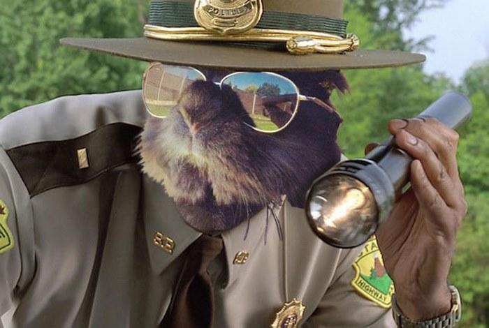 bunny photoshop super troopers - ma High