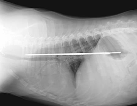 This photo of an X-ray provided by Imperial Point Animal Hospital in Fort Lauderdale, Fla., shows a 13-inch serrated knife that somehow was swallowed by Elsie, a 6-month-old Saint Bernard puppy. The dog had the blade between her esophagus and stomach for about four days before it was removed in a two-hour operation. The puppy has an 8-inch scar but recovered quickly and was returned to her family.
