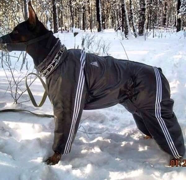 russia - russian dog - 10182