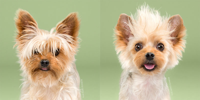 This is a project of pet photographer Grace Chon, and it features portraits of cute pups before and after a trip to the groomer for a haircut.