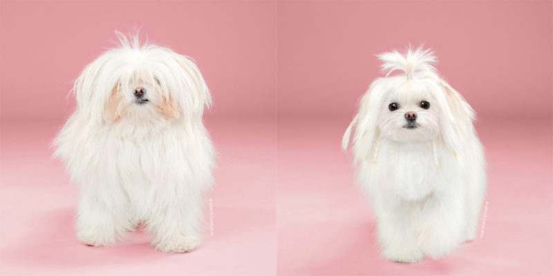 Adorable Portraits Of Dogs Before And After Their Haircut