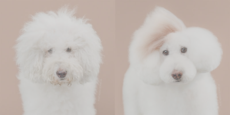 Adorable Portraits Of Dogs Before And After Their Haircut