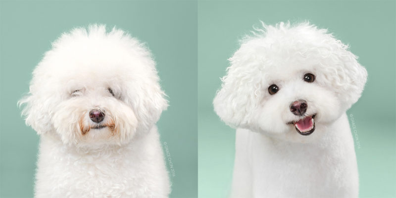 Adorable Portraits Of Dogs Before And After Their Haircut