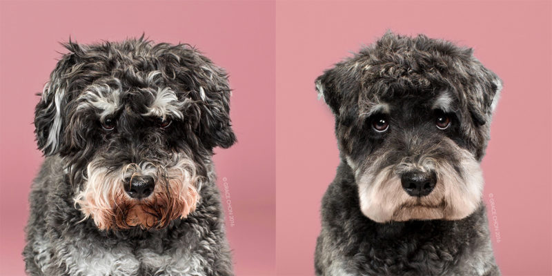 Adorable Portraits Of Dogs Before And After Their Haircut