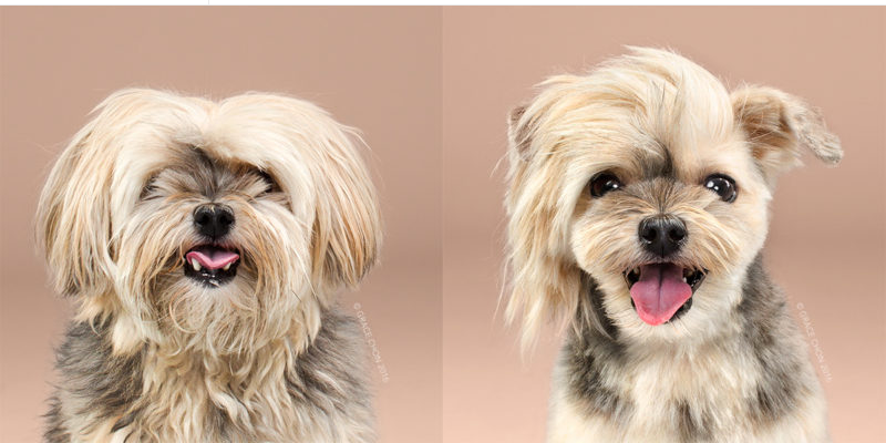 Adorable Portraits Of Dogs Before And After Their Haircut