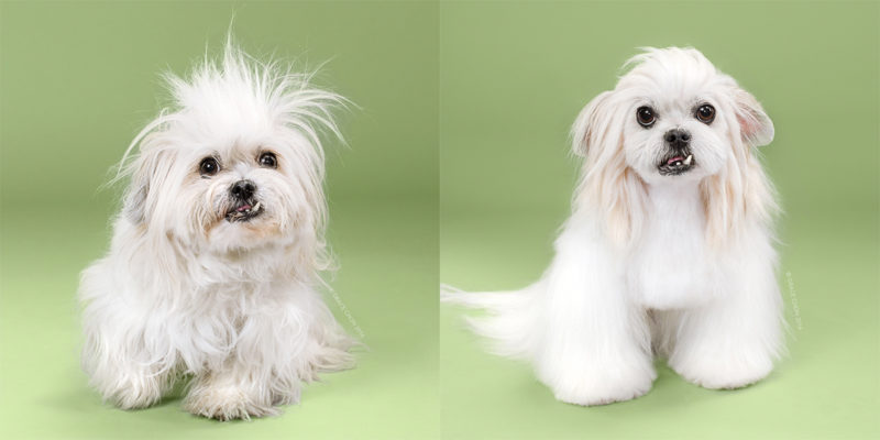 Adorable Portraits Of Dogs Before And After Their Haircut