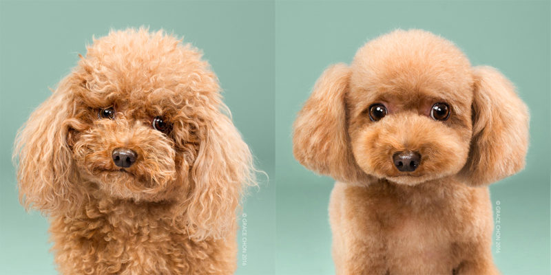 Adorable Portraits Of Dogs Before And After Their Haircut