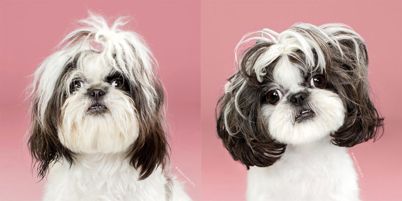 Adorable Portraits Of Dogs Before And After Their Haircut