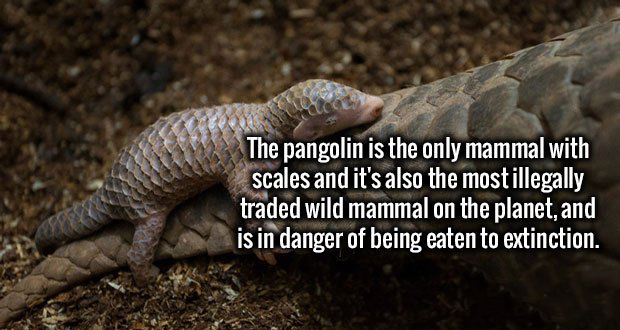 baby pangolin - The pangolin is the only mammal with scales and it's also the most illegally traded wild mammal on the planet, and is in danger of being eaten to extinction.