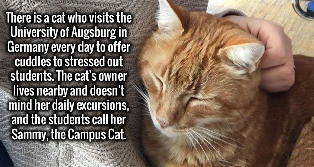 cool facts - There is a cat who visits the University of Augsburg in Germany every day to offer cuddles to stressed out students. The cat's owner es lives nearby and doesn't mind her daily excursions, and the students call her Sammy, the Campus Cat.