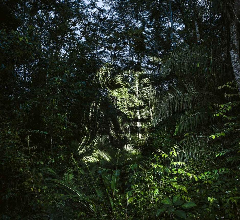 Is Projecting Faces On Amazon Jungle "Art" or More Of A Statement?