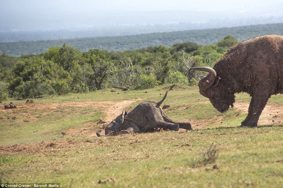 buffalo elephant - Conrad Cramer Barcroft Media