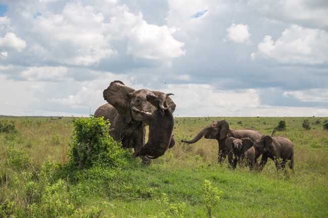 elephant vs buffalo