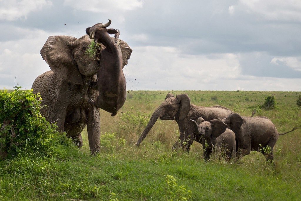 elephant water buffalo