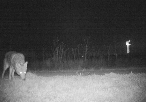 Kansas Police Tries To Catch A Mountain Lion, Catches Something Totally Different Instead