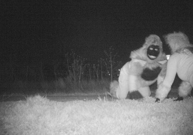 Kansas Police Tries To Catch A Mountain Lion, Catches Something Totally Different Instead