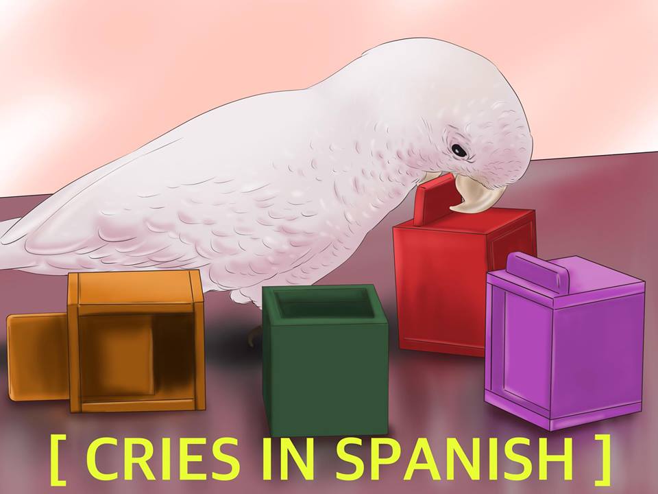 beak - I Cries In Spanish