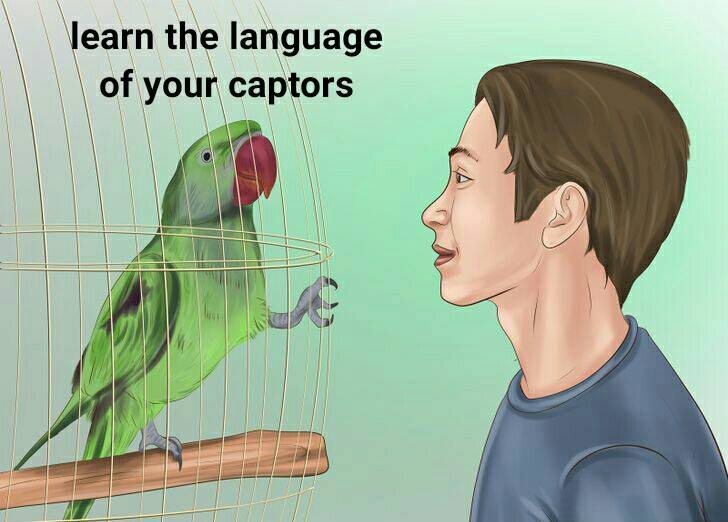 train parrot - learn the language of your captors
