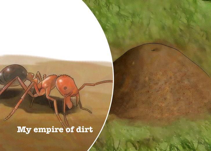 ant - My empire of dirt