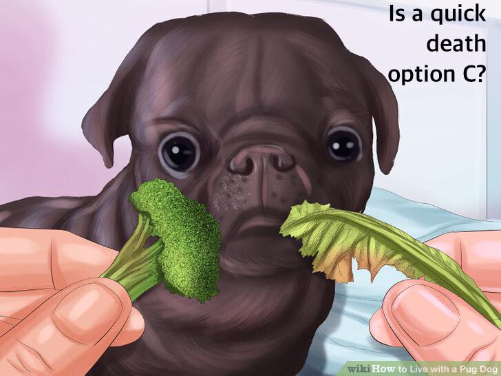 strange wikihow - Is a quick death option C? wikiHow to Live with a Pug Dog