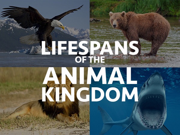 24 Examples Of Animal Lifespans You Will Probably Want To Know