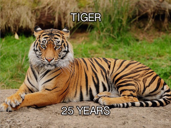 24 Examples Of Animal Lifespans You Will Probably Want To Know