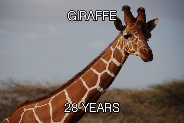 24 Examples Of Animal Lifespans You Will Probably Want To Know