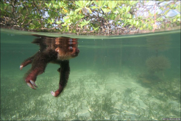 Sloths are clumsy on land but are great swimmers.