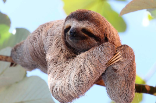 Sloths can live up to 40 years old.