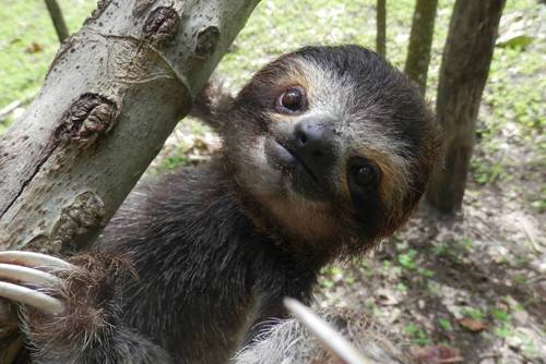 Sloths are solitary creatures who only gather to mate.