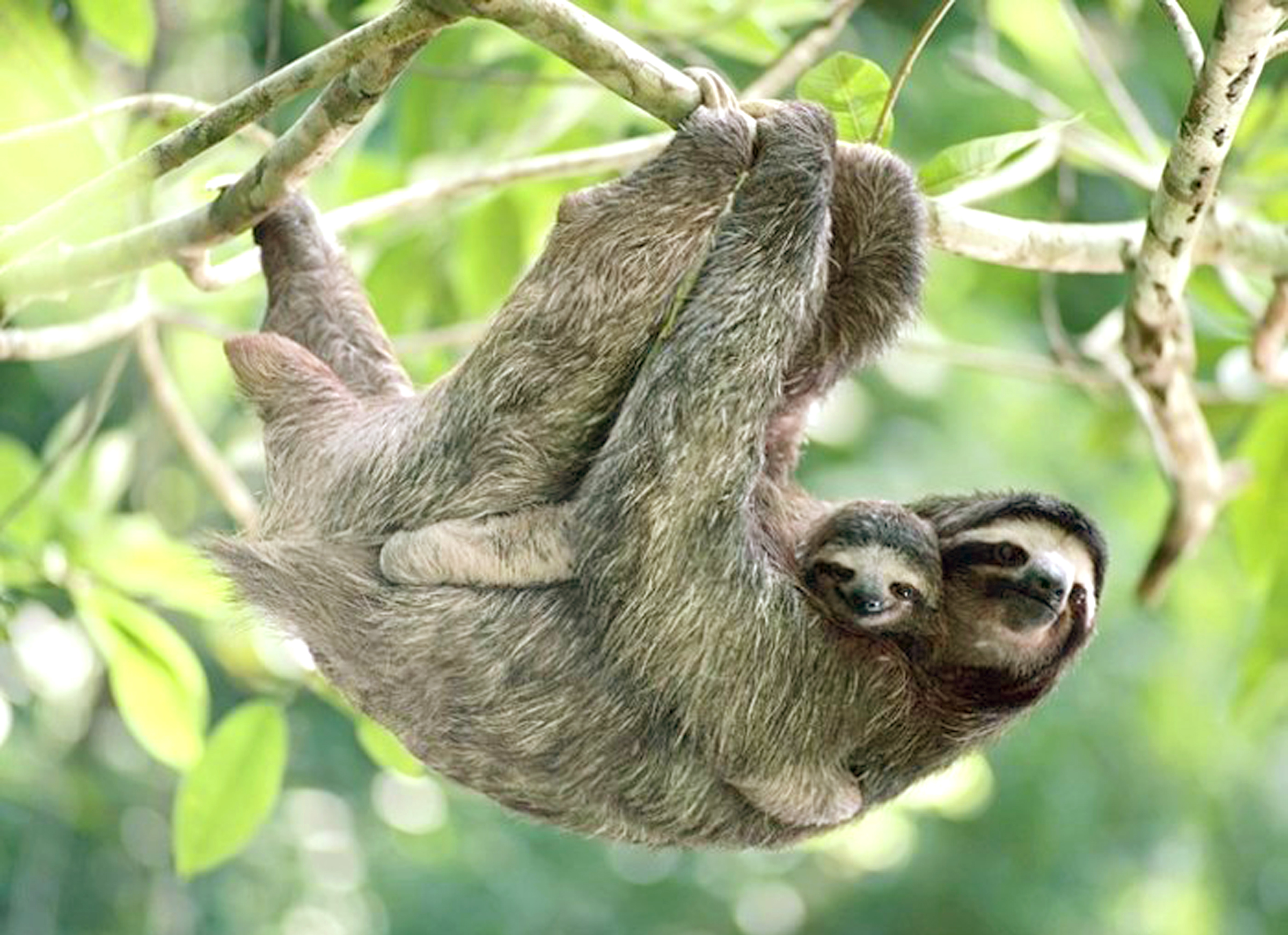 Female sloths are normally pregnant for seven to 10 months and will only give birth to one baby.