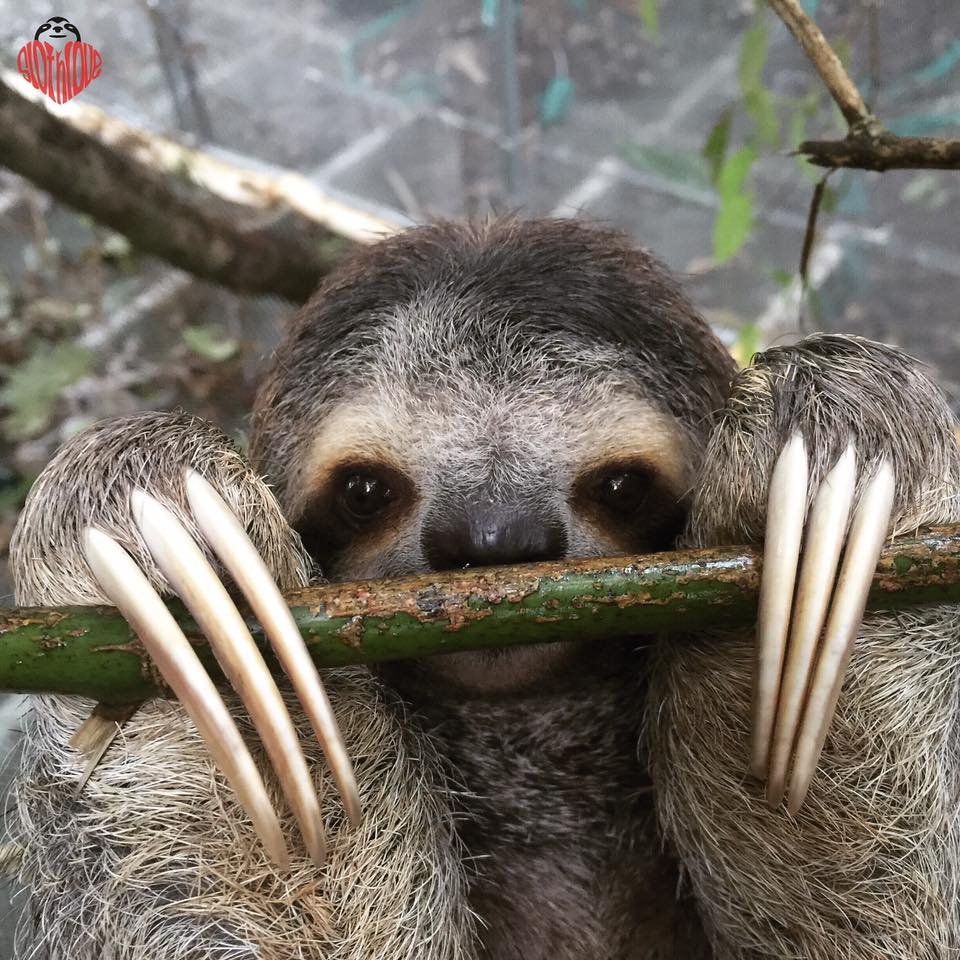 Sloths have up to four-inch-long claws used to hold onto tree branches.