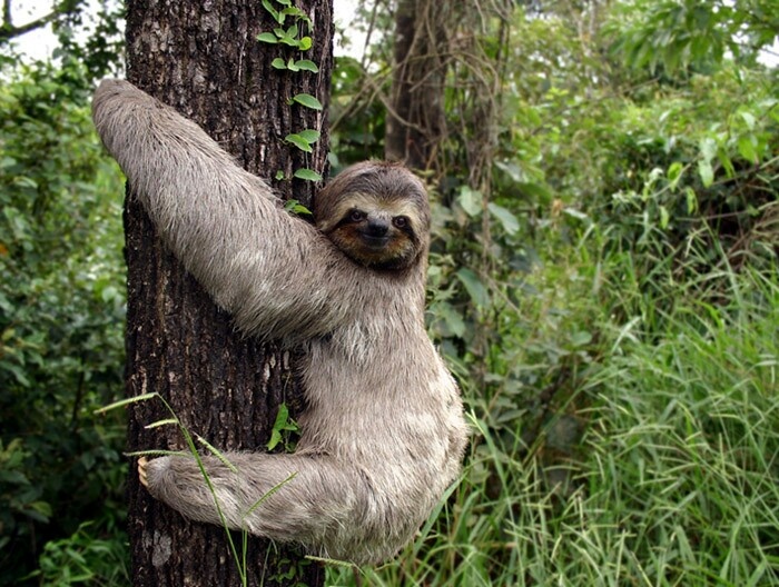 Sloths are arboreal animals, so they spend most of their time in trees.