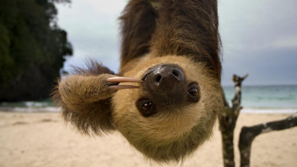 Sloths only urinate/defecate once a week.
