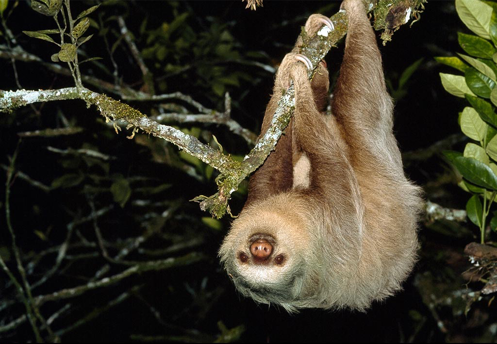 Sloths are nocturnal animals.