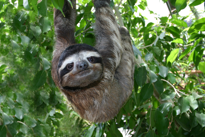 Three-toed sloths can turn their heads almost 360 degrees.