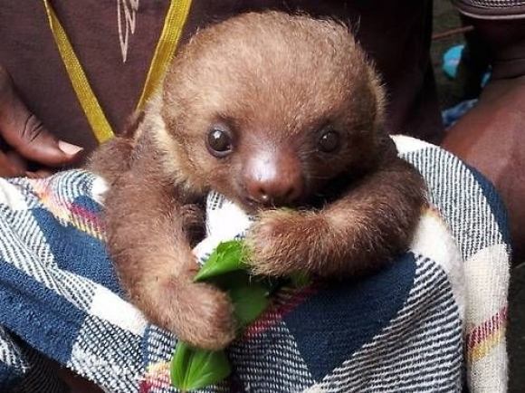 Sloths diets consist mostly of leaves which gives them minimal energy and nutrition.