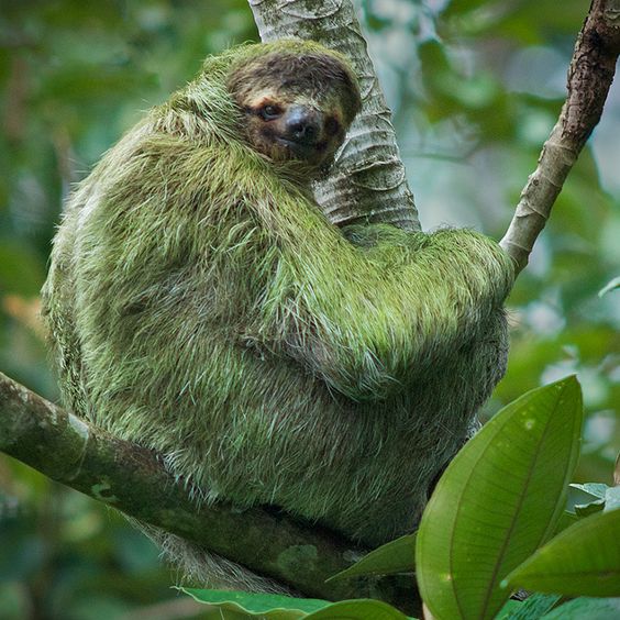 Algae grow on their fur, which camouflages them green.