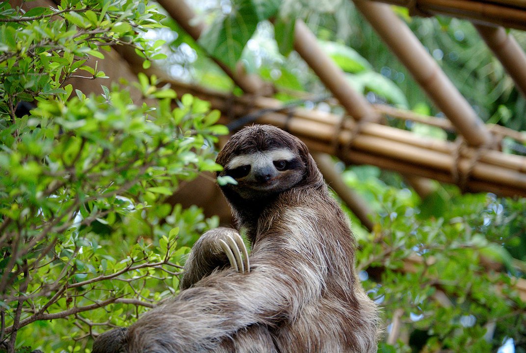 Sloths defecate and urinate at the same place every time and because of this they are vulnerable to predators.