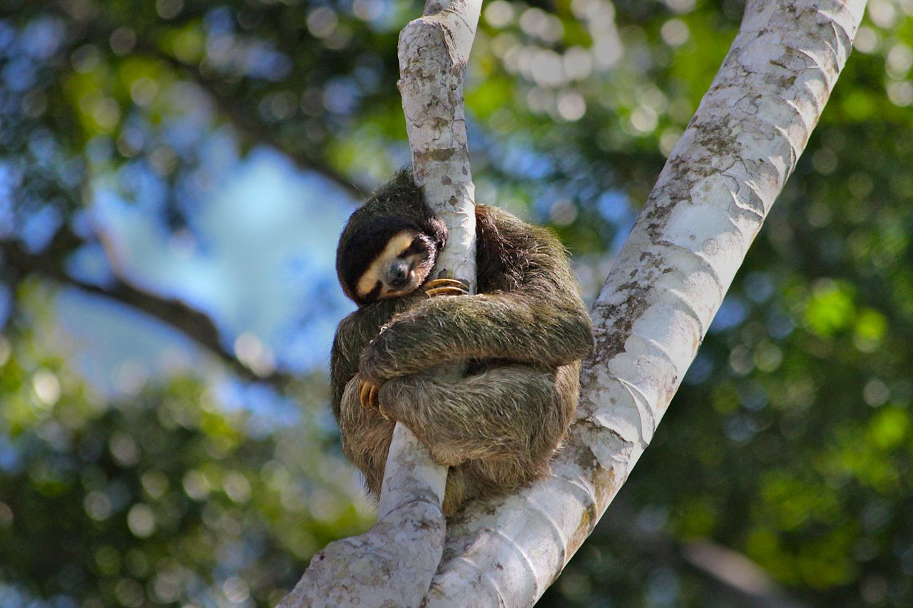 Contrary to their reputation, sloths only sleep about 10 hours a day.
