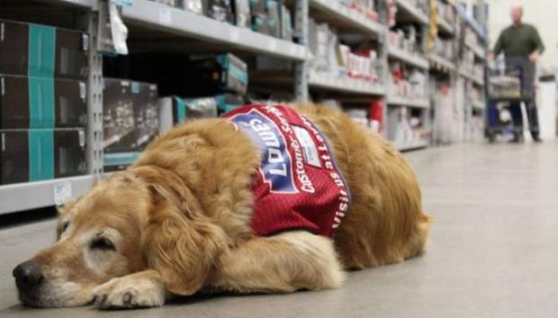 The disabled Air Force vet, had been struggling to find work since he needed his service animal, a dog named Charlotte, to be with him.