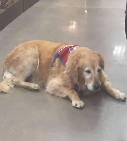 That was until Clay's wife told him to try at Lowe's. The duo was immediately found adorable and got a job. Lowe's often schedules Luthy to work in departments like paint, where Charlotte has a place to sit. And Charlotte has been given her own Lowe's vest while on duty.