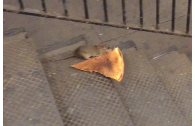 Rat stealing a slice of pizza in New York