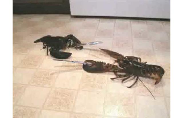 Lobster knife fight in Rhode Island