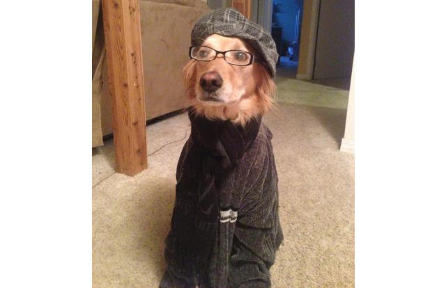 Hipster dog in Washington