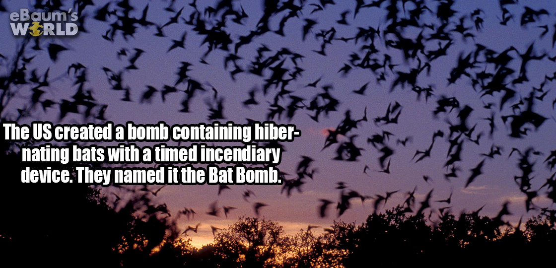 bats flying - eBaum's World The Us created a bomb containing hiber nating bats with a timed incendiary device. They named it the Bat Bomb.