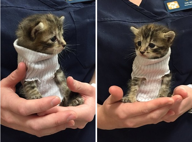 Cute kitten saved from Hurricane Matthew and was kept warm in a little sock jumper.