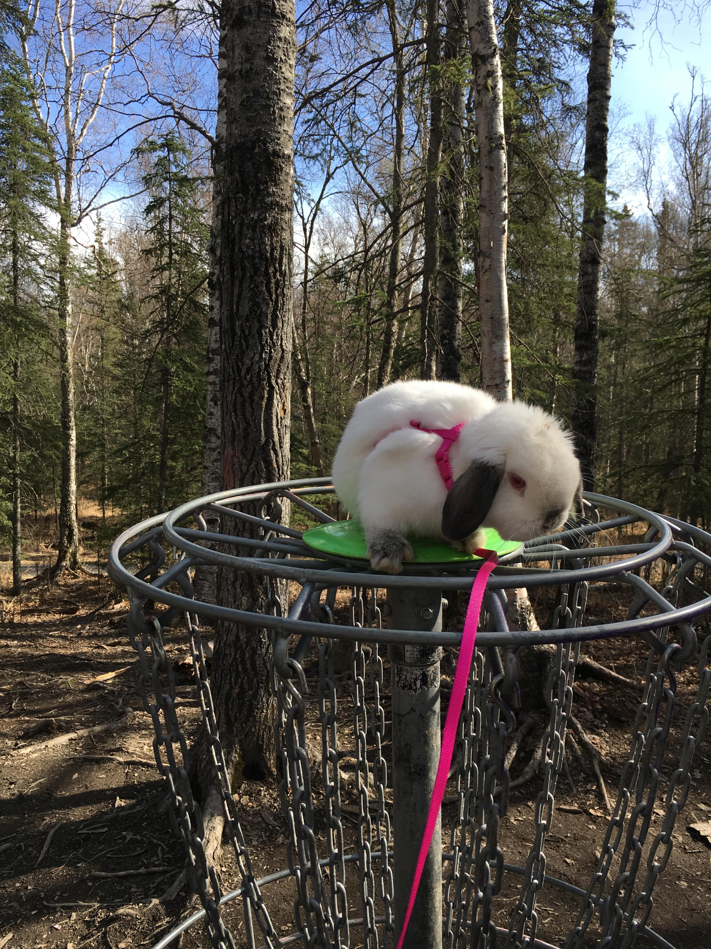 Here he is testing his harness around the local disc golf course. After a week or so of wearing it Sir Quincey grew to love it because it meant he could play outside and go further than his fence.