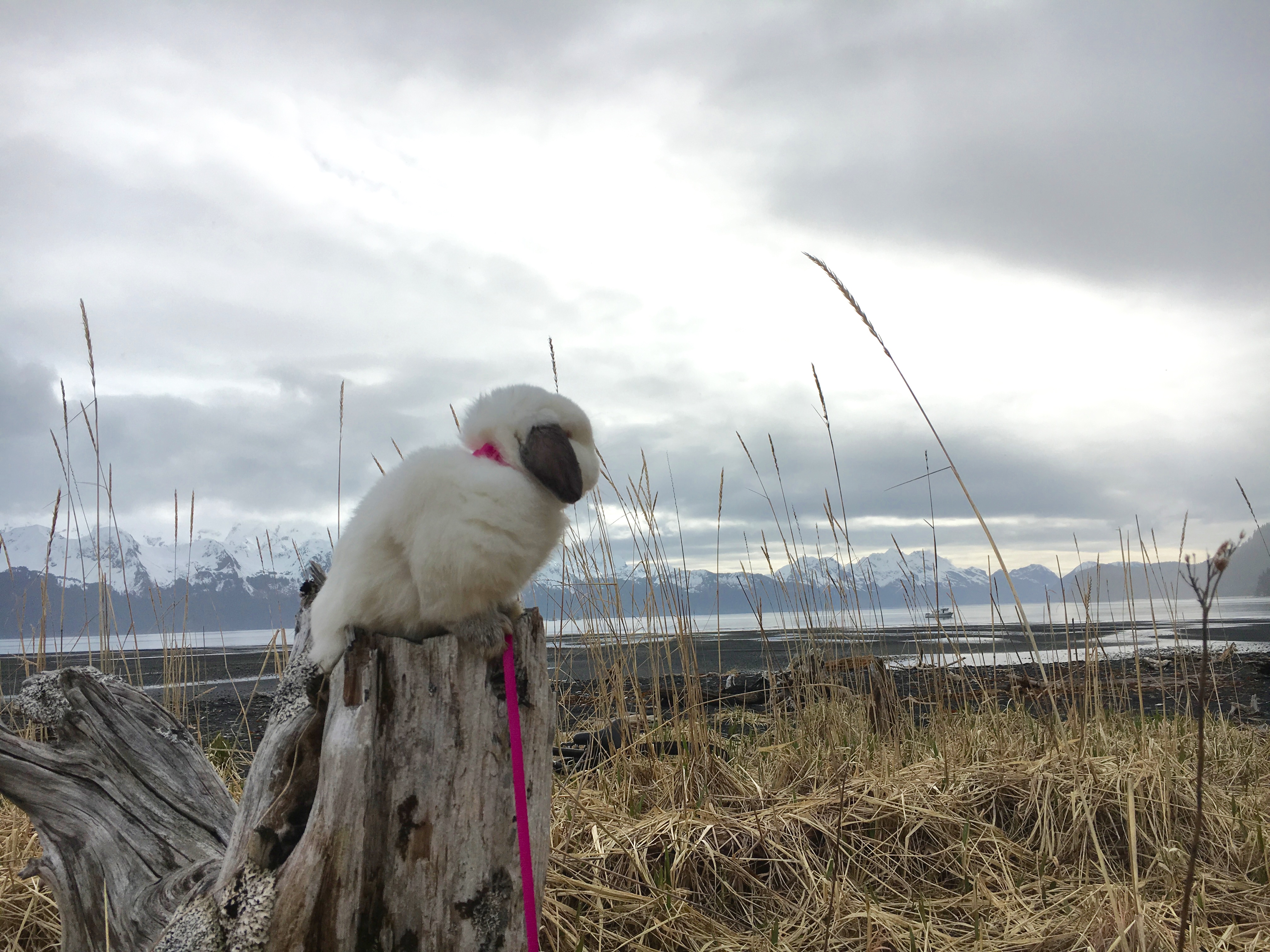 Woman Has The Most Unbelievable Hiking Partner Ever